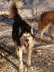 2003 schlittenhunde028.jpg